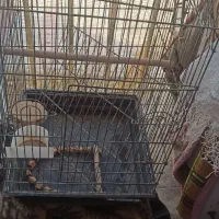 قفس|لوازم جانبی حیوانات|پرند, فاز ۵|دیوار