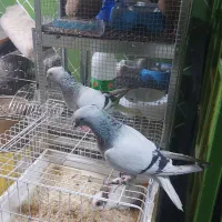 کفتر بی عیب|پرنده|شیراز, شهرک ولیعصر|دیوار