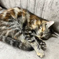 گربه گمشده|گربه|یزد, |دیوار