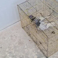 جفت کله سبز|پرنده|شیراز, دودمان|دیوار