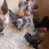 خروس نژاد دار