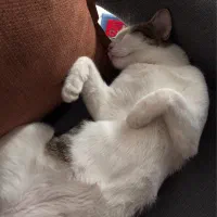 واگذاری|گربه|قم, باجک دو|دیوار