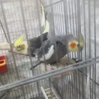 عروس هلندی مولد و سرحال