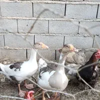 یک جفت قو غاز اصیل (نژاد اوکراینی)