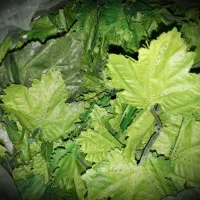 گل و میوه مصنوعی متنوع|گل مصنوعی|دماوند, گیلاوند|دیوار