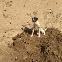 سگ سرابی|سگ|صائین قلعه, |دیوار