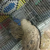 سلام طغرا فروش یا سهره و معاوضه