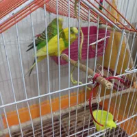 جفت مرغ عشق انگلیسی اصل|پرنده|جیرفت, |دیوار