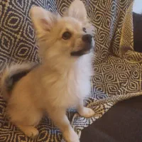 سگ اشپیتز|سگ|یزد, |دیوار