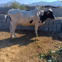 گاو|حیوانات مزرعه|رودخانه, |دیوار