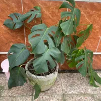 گل وگیاه|گل و گیاه طبیعی|آستانه اشرفیه, |دیوار