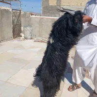 پاچن بهای|حیوانات مزرعه|سراوان, |دیوار