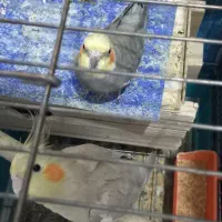 عروس هلندی مولد