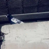 سینه سیاه