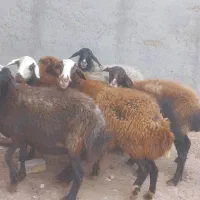 ۳۰راس گوسفند جوان گوشت خالص|حیوانات مزرعه|قزوین, |دیوار