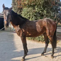 کره نریان ترکمن خالص