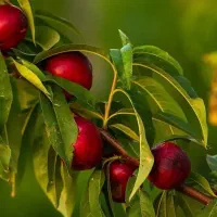 تولیدنهال شلیل رفعتی شناسه دار|خدمات باغبانی و درختکاری|نقده, |دیوار