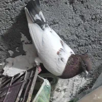 کفتر کله سینه پرشی رنگه