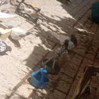 کله سیاه ماده و جوجه سینه کله زرد نر جون