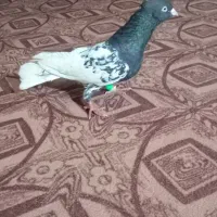 کفتر کله سیا|پرنده|علی‌آباد کتول, |دیوار