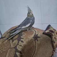 عروس هلندی|پرنده|سجاس رود, |دیوار