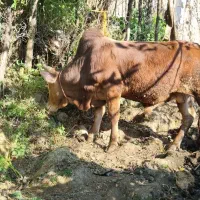 گوساله نر محلی ۴ وقت|حیوانات مزرعه|املش, |دیوار