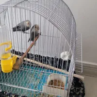 کوتوله بریزیلی|پرنده|ورامین, ورامین|دیوار