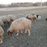 فروش قوچ لری