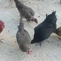 سه تا مرغ اصل محلی