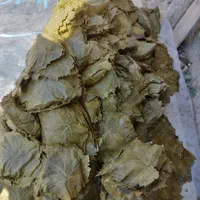 برگ دلمه درشت وتازه امسال|خوردنی و آشامیدنی|تهران, ازگل|دیوار