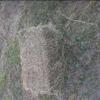 یونجه چین ۴