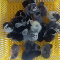 تخممرغ گلین نطفه دار صدرصد|حیوانات مزرعه|یزد, |دیوار