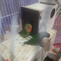 جفت کوتوله برزیلی خوش رنگ بامزه|پرنده|چناران, |دیوار