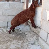 یک عدد بره نر
