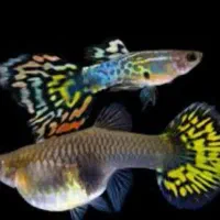 گوپی گاوی سوپر مولد در رنگ‌های متنوع|ماهی|مشهد, احمدآباد|دیوار