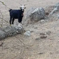 فروش بُز تُرکی|حیوانات مزرعه|لالی, |دیوار