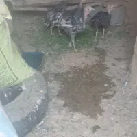 بوقلمون محلی