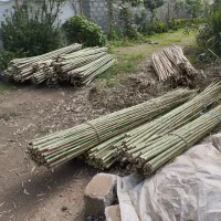 نی خیزران یا بامبو|خدمات باغبانی و درختکاری|املش, |دیوار