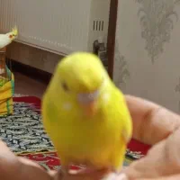 مرغ عشق|پرنده|فولادشهر, مسکن مهر فولادشهر|دیوار