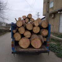 بالاترین خرید چوب و درخت باغی نقدی 7000|خدمات باغبانی و درختکاری|گرگان, |دیوار