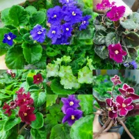 گیاهچه گل|گل و گیاه طبیعی|رشت, بلوار گیلان|دیوار