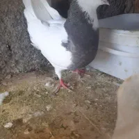 کبوتر طوقی ماده