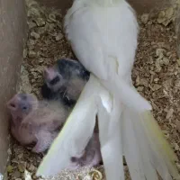 عروس هلندی مفت ببر|پرنده|مشهد, سجادیه|دیوار