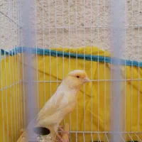 دو عدد ماده آماده یکی فائو چشم قرمز|پرنده|بندر ماهشهر, |دیوار