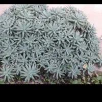 گل‌های زیبا