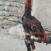 جوجه لاری افغان