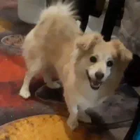 سگ گمشده|حیوانات|گلپایگان, |دیوار