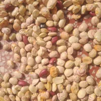 لوبیا چیتی|خوردنی و آشامیدنی|شیراز, شهرک مطهری|دیوار