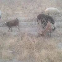 نری سومال و کهره نر هفت ماهه|حیوانات مزرعه|رودان, |دیوار