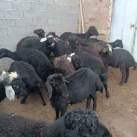 بره اصیل قره قزل قره چال